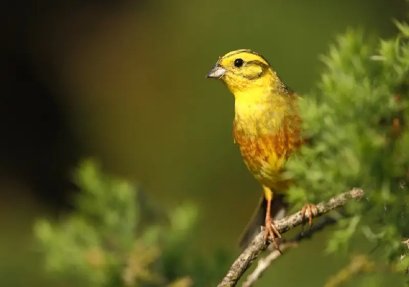 bruant-jaune-oisaeau-tourbiere