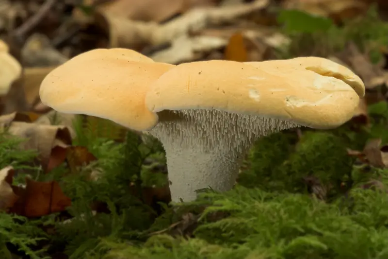 Sortie découverte des champignons