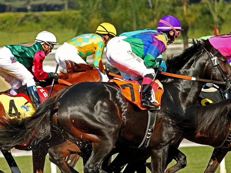 courses-hippiques-2