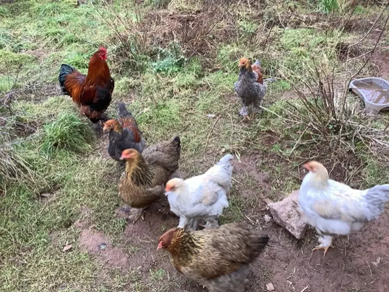 jardin-eden_atelier_participatif_permaculture_Concoret_DestinationBrocéliande