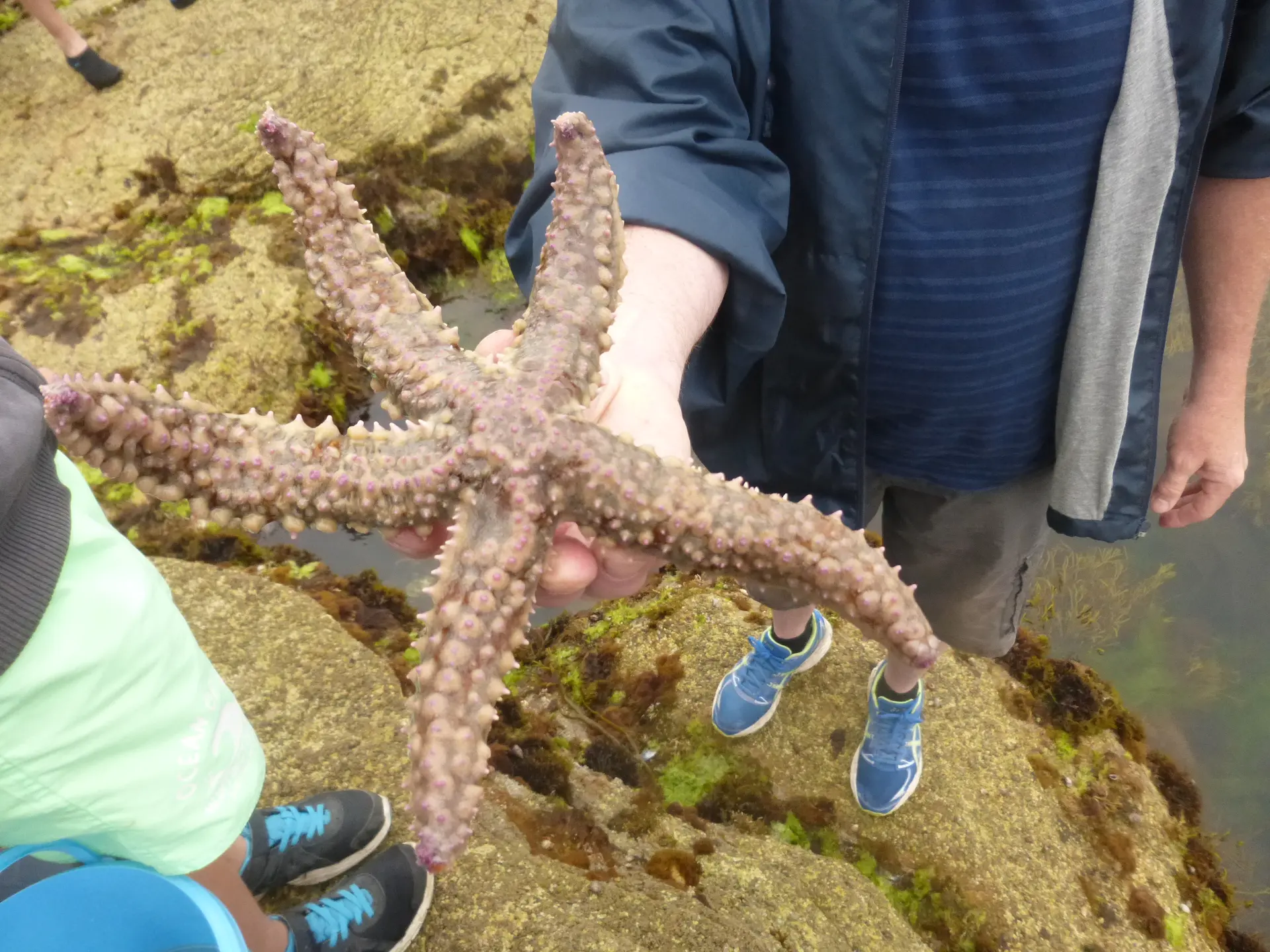 étoile de mer dans mla main