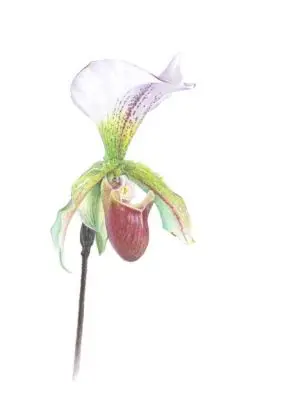 Rendre hommage au végétal