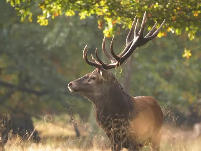 Balade nature - Campénéac - Cerf - Destination Brocéliande