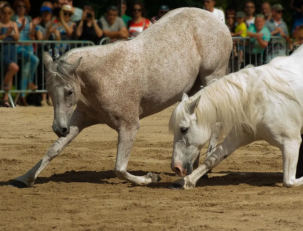 horses-1449764_1280