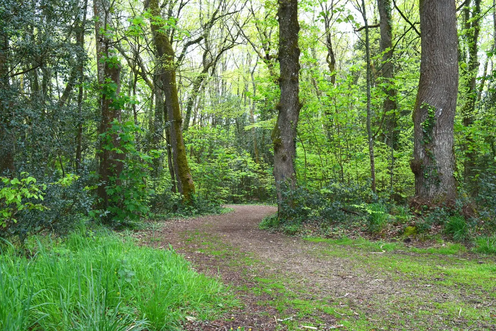 incroyables chemins sortie plantes sous bois (11)