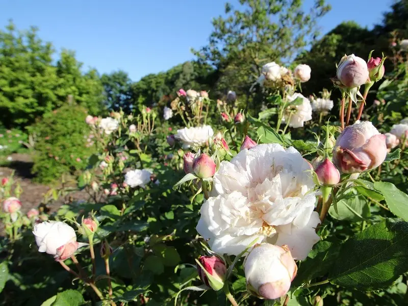 Jardins - Peignie - Ménéac - Brocéliande - Morbihan - Bretagne