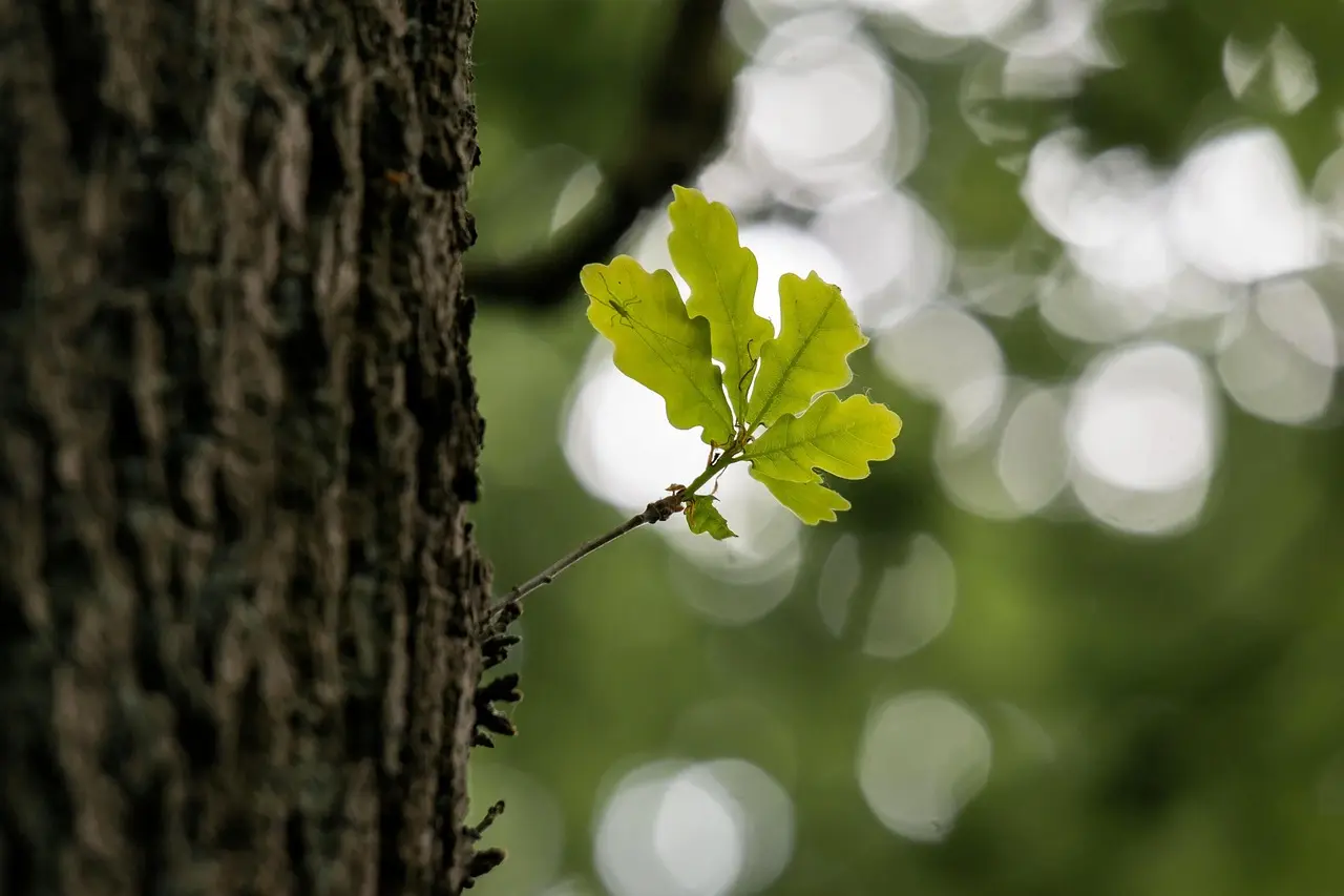 A la rencontre des arbres
