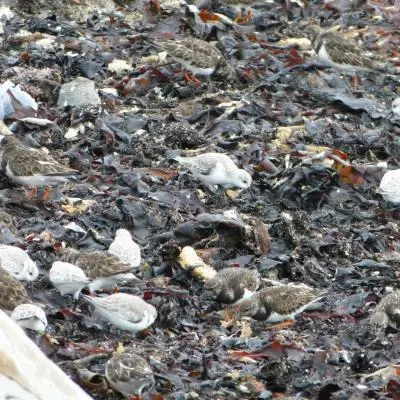 les petits animaux du bord de mer