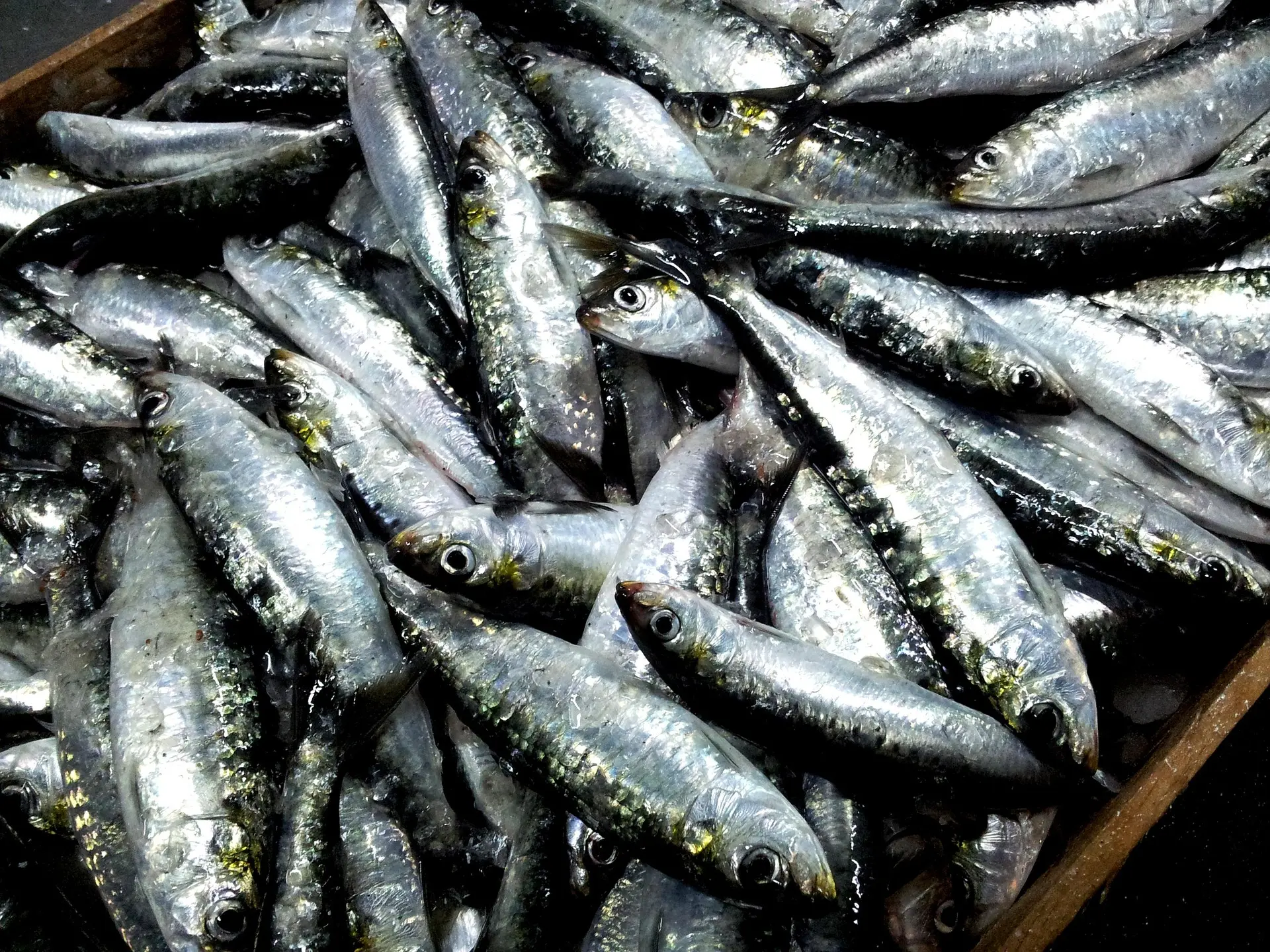 sardines-2289503_1920
