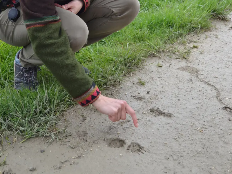 Sur les traces des animaux - Activité Terres d'Oiseaux - 800x600