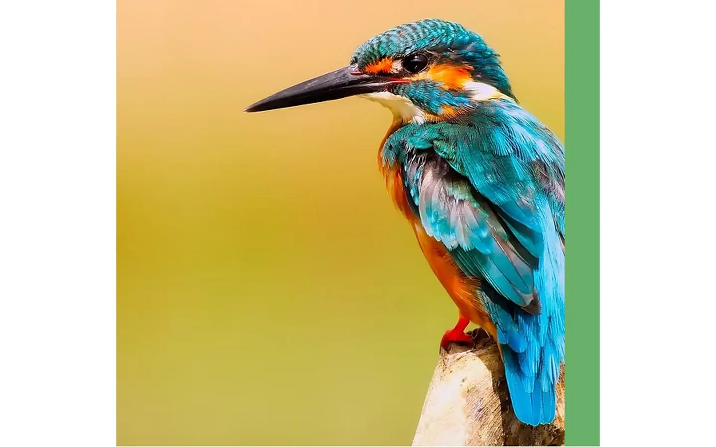 rive des oiseaux