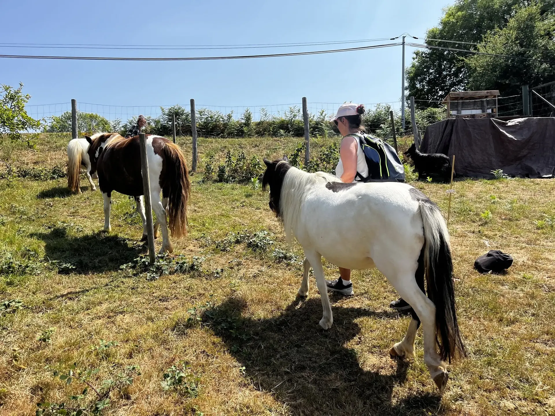 Balade poneys