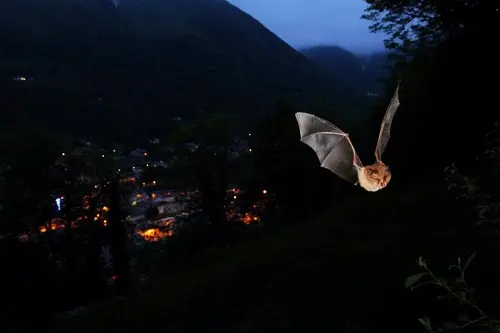 Chauve-souris