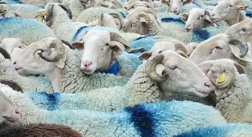 La fête des bergers