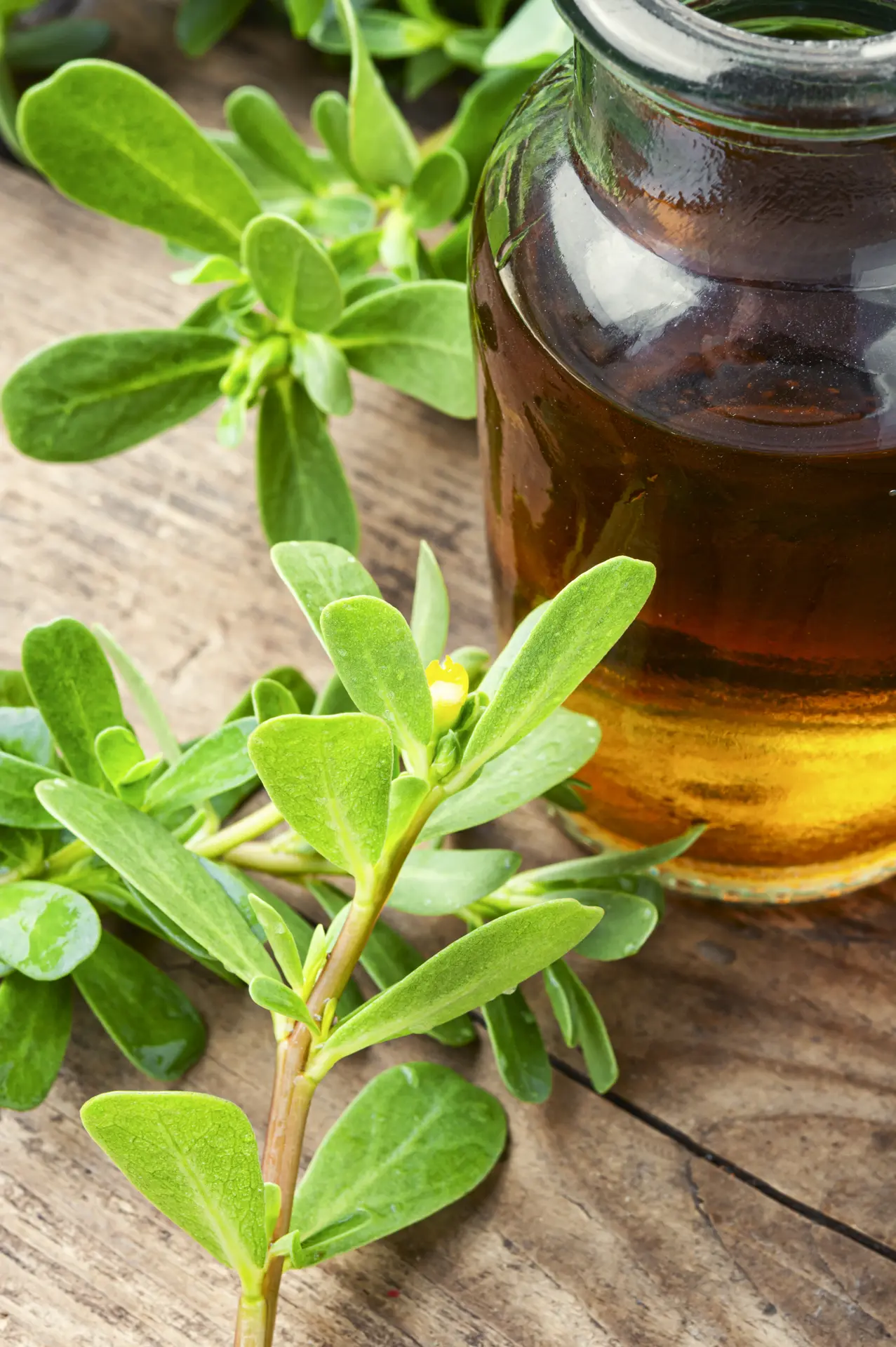 Medicinal tincture from purslane