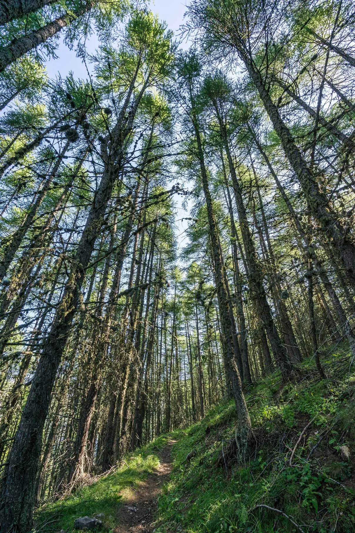 Au-pied-de-la-foret