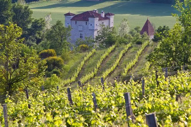 Vignoble