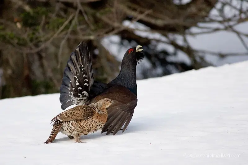 Couple_Grand_Tétras