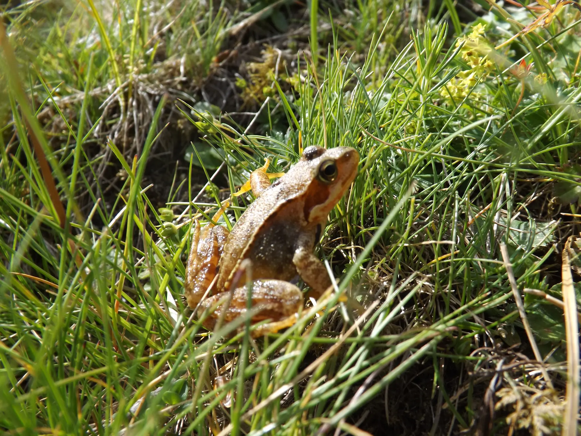 Ginet_02.06.2012@RNR_Aulon (67)