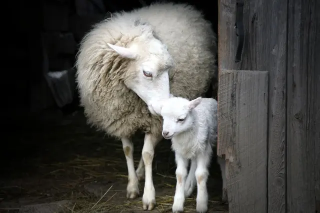 Mouton - la brebis et son petit