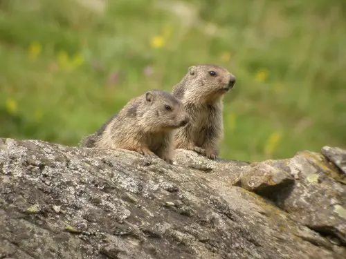 Marmottes