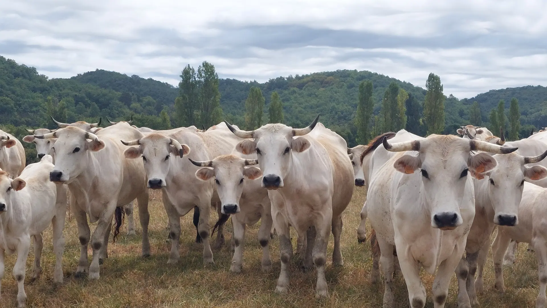 Mirandaise -Ferme Aoueille