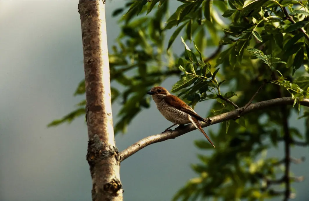Oiseau