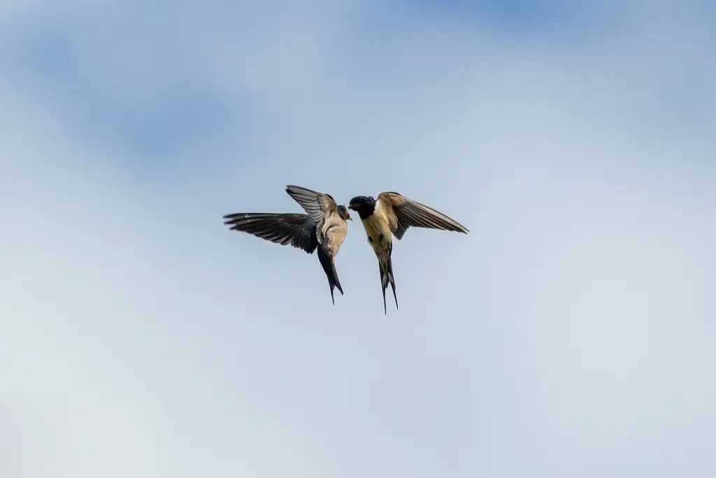 Oiseaux