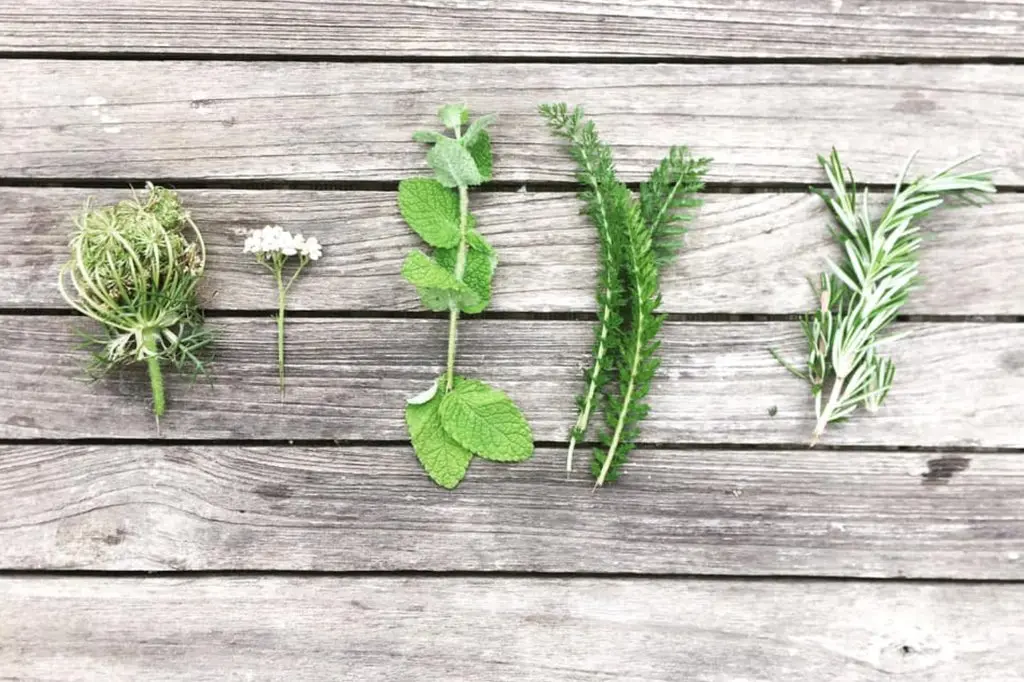 Balade à la découverte des plantes sauvages