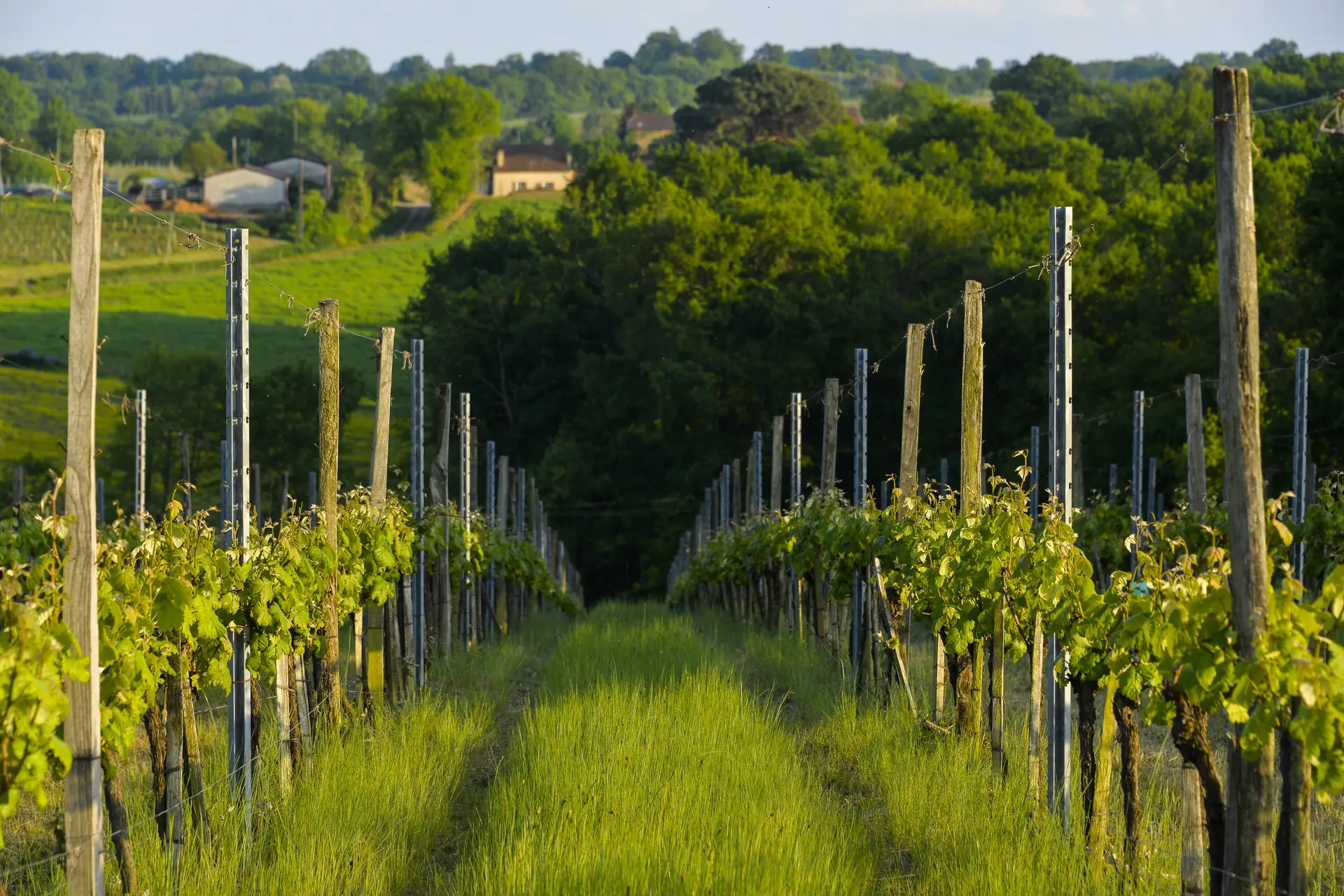 Printemps Madiran © Maison des Vins