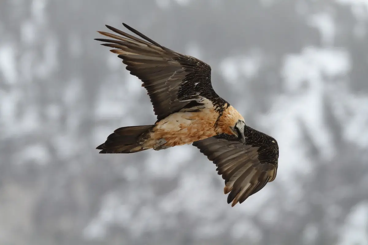 Rapaces-Credit-photo-E.FLORENCE-–-Parc-national-des-Pyrenees