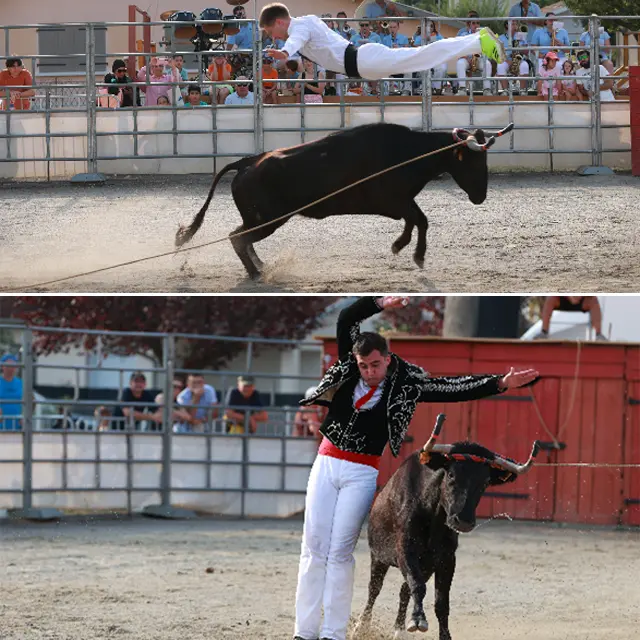 Course landaise : saut / écart