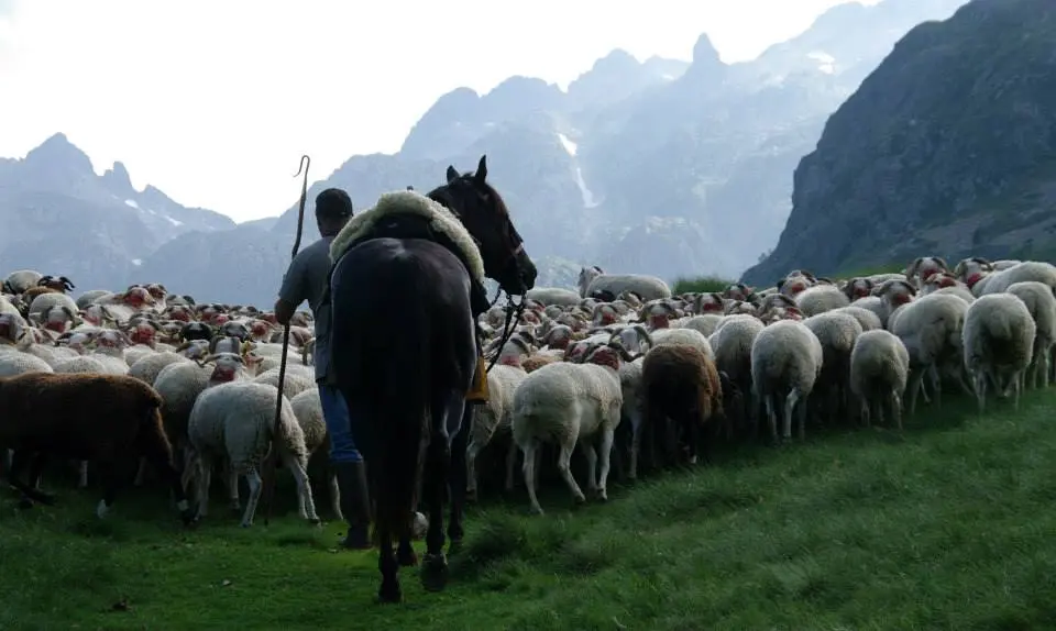 estives et transhumance2