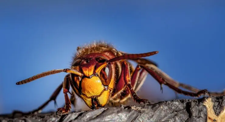 Atelier de sensibilisation : la lutte contre le frelon asiatique