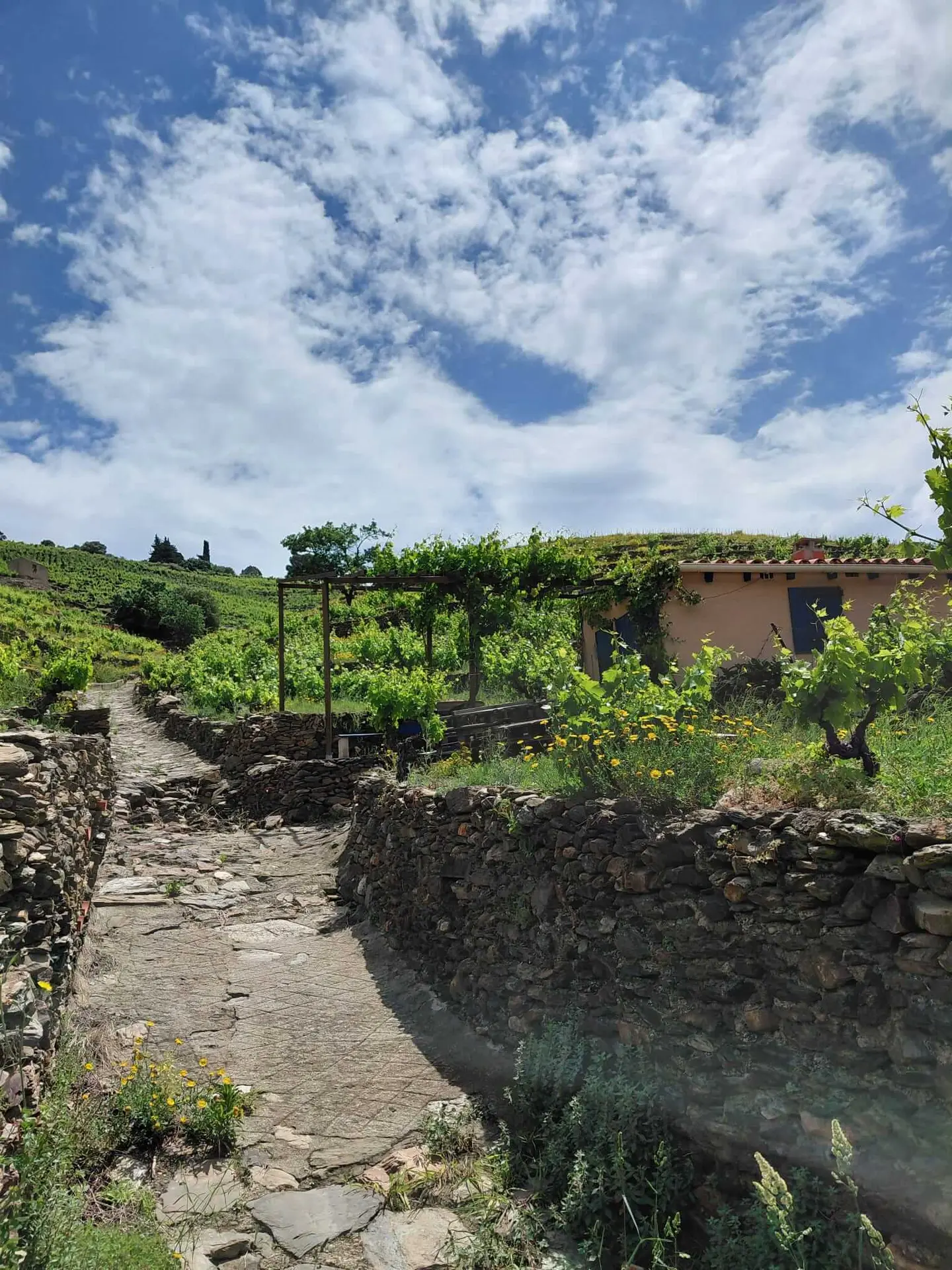 14-oenotourisme-VTT-electrique-collioure