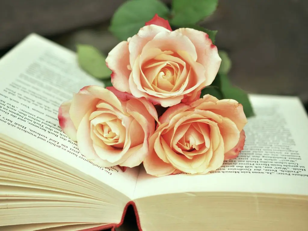 Atelier - Roses en papier