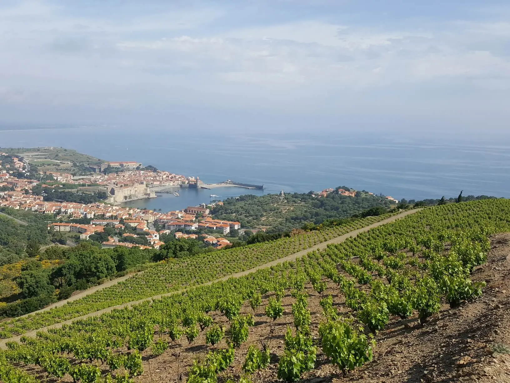 Balade-vinohrando-collioure-2