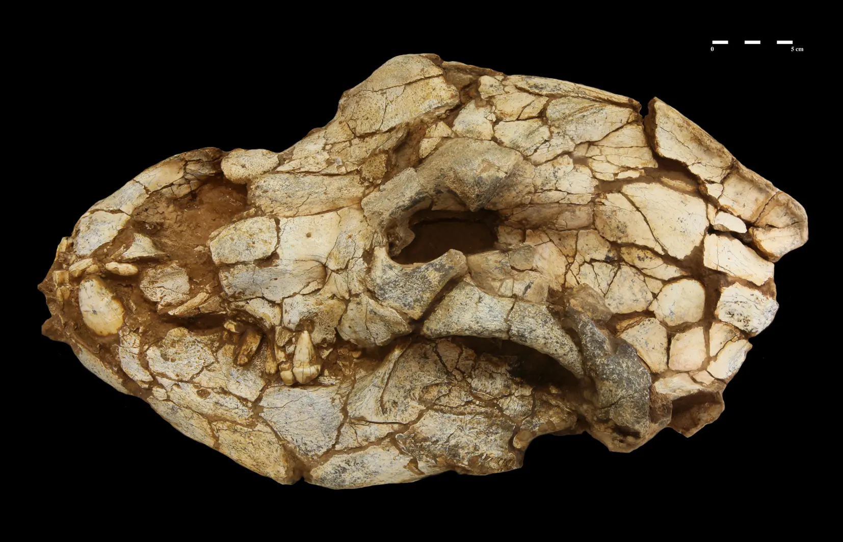 Crane ours 15 février