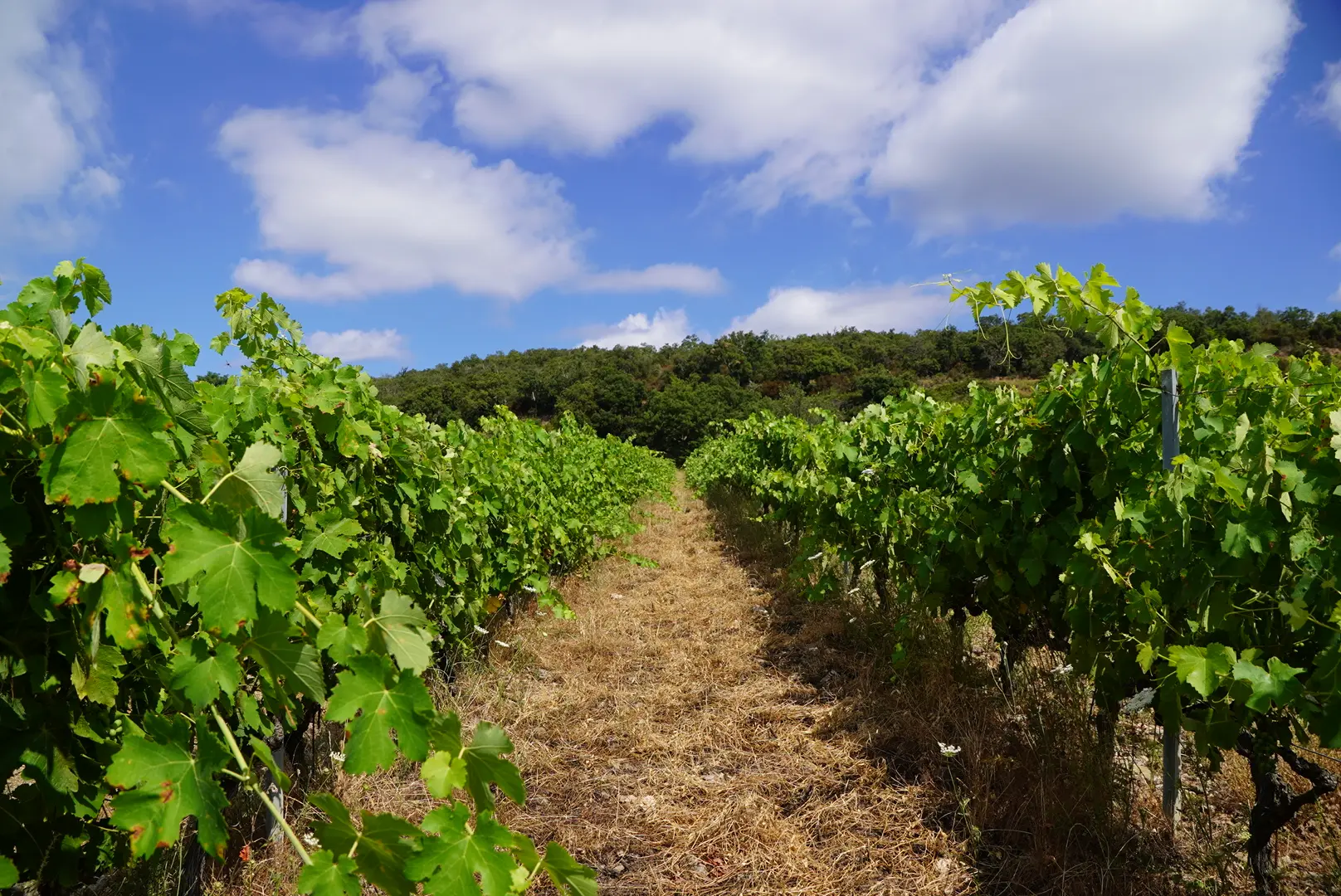 domaine jaça