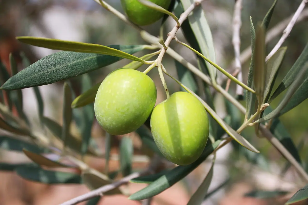 HUILE OLIVES