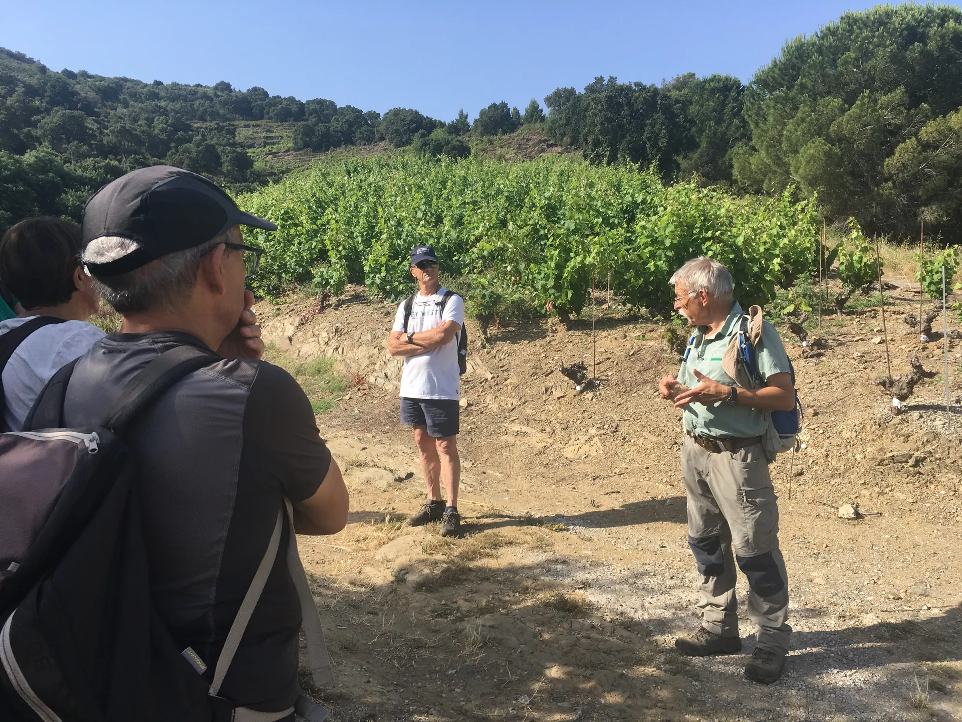 Vinohrando-collioure
