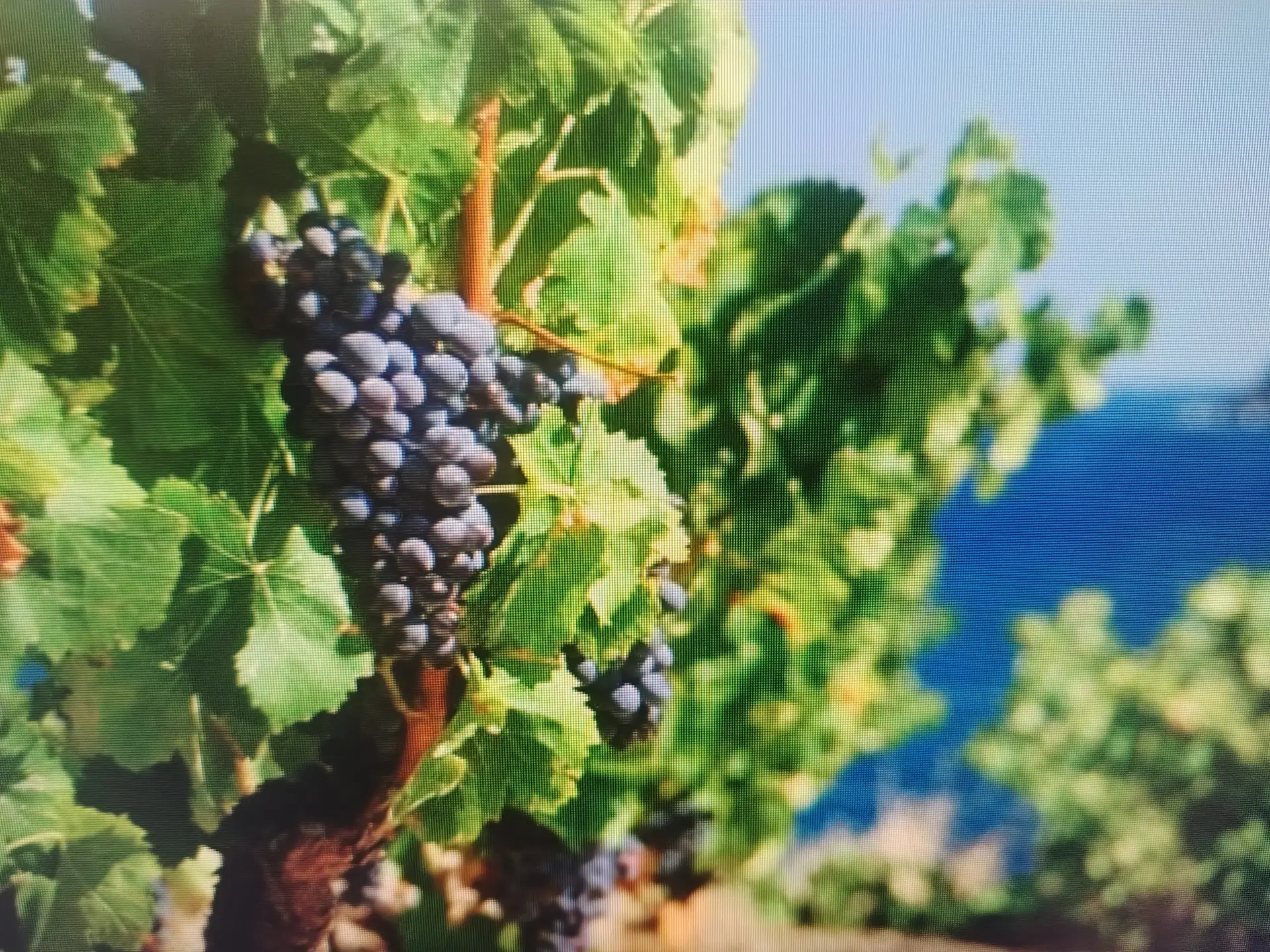 Vins et vins doux naturels Collioure - Banyuls - Rivesaltes