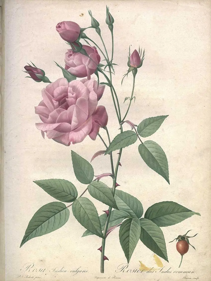 La Rose à l'Esparrou visuel