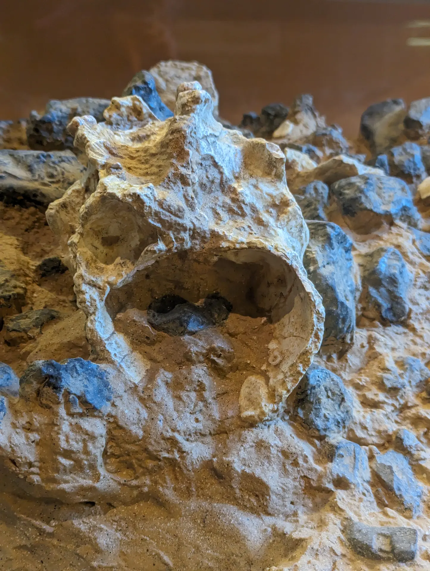 Sol crâne de Tautavel