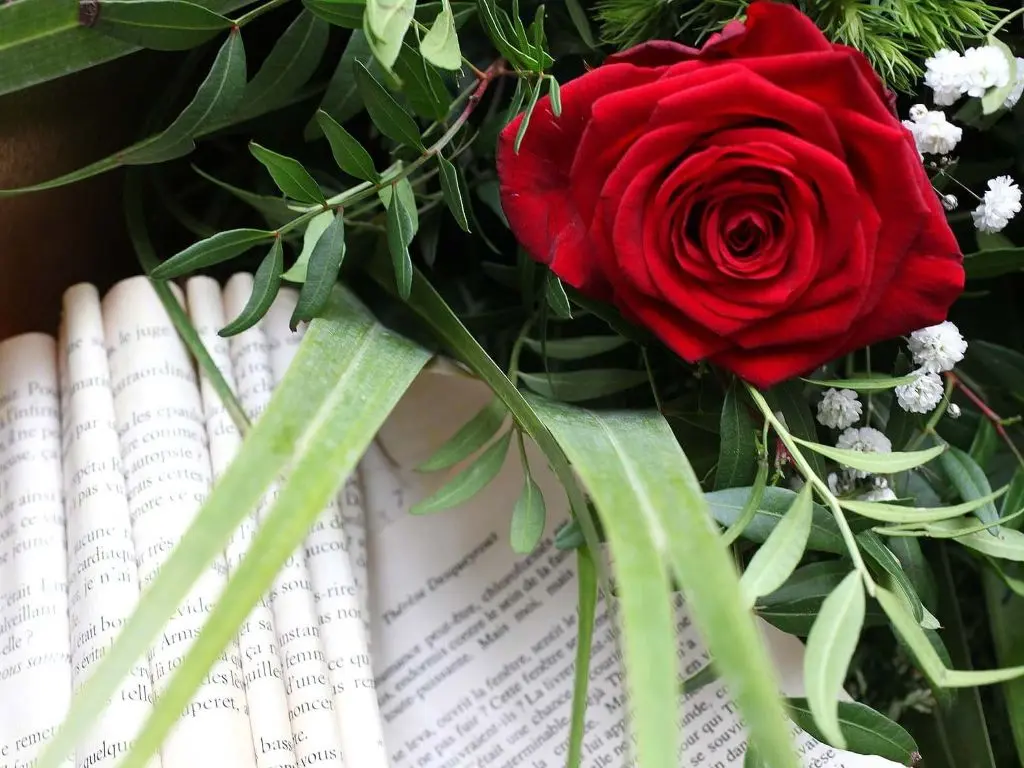 Sant jordi livre rose ©Ville de Perpignan