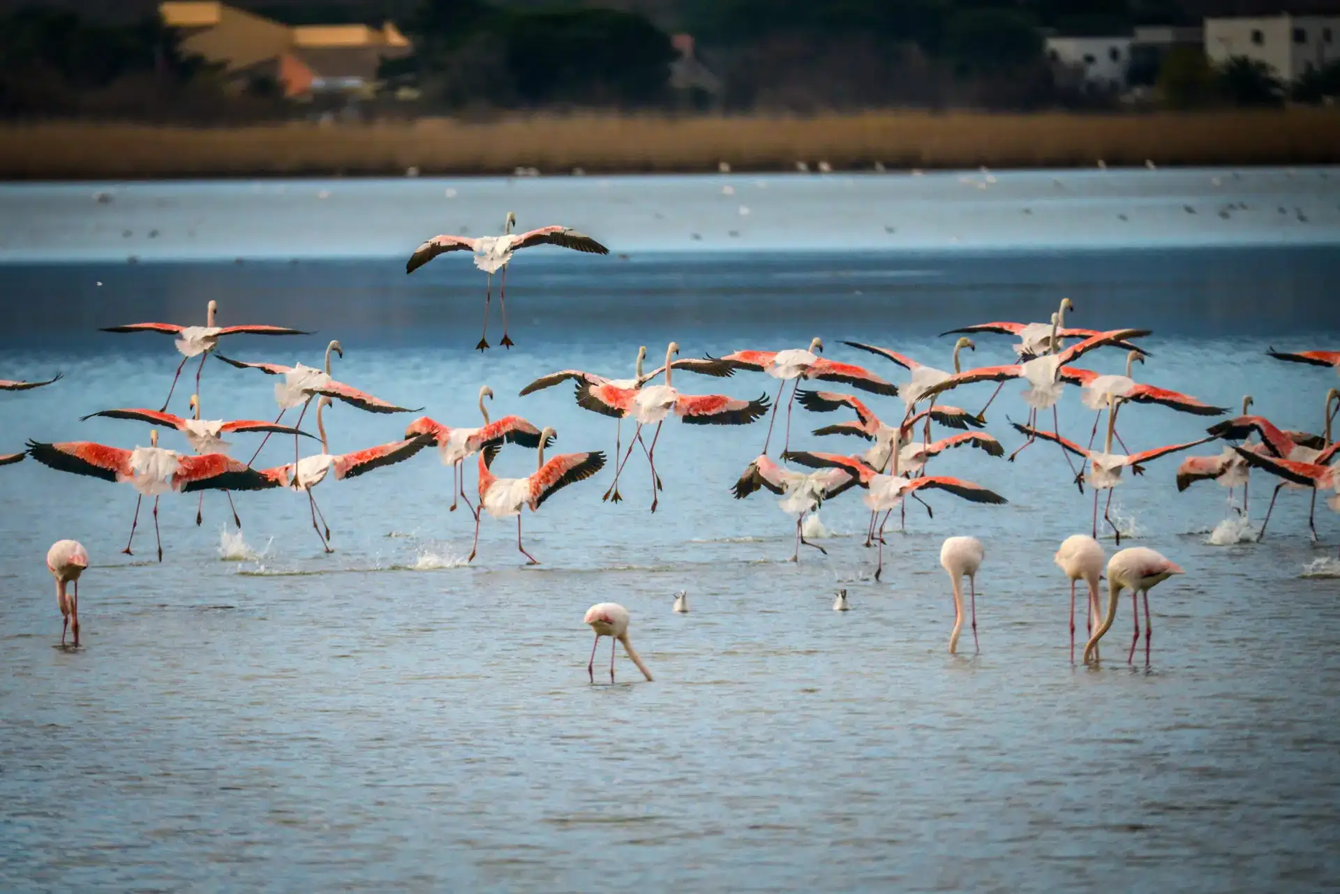 Etang de Canet / Saint Nazaire