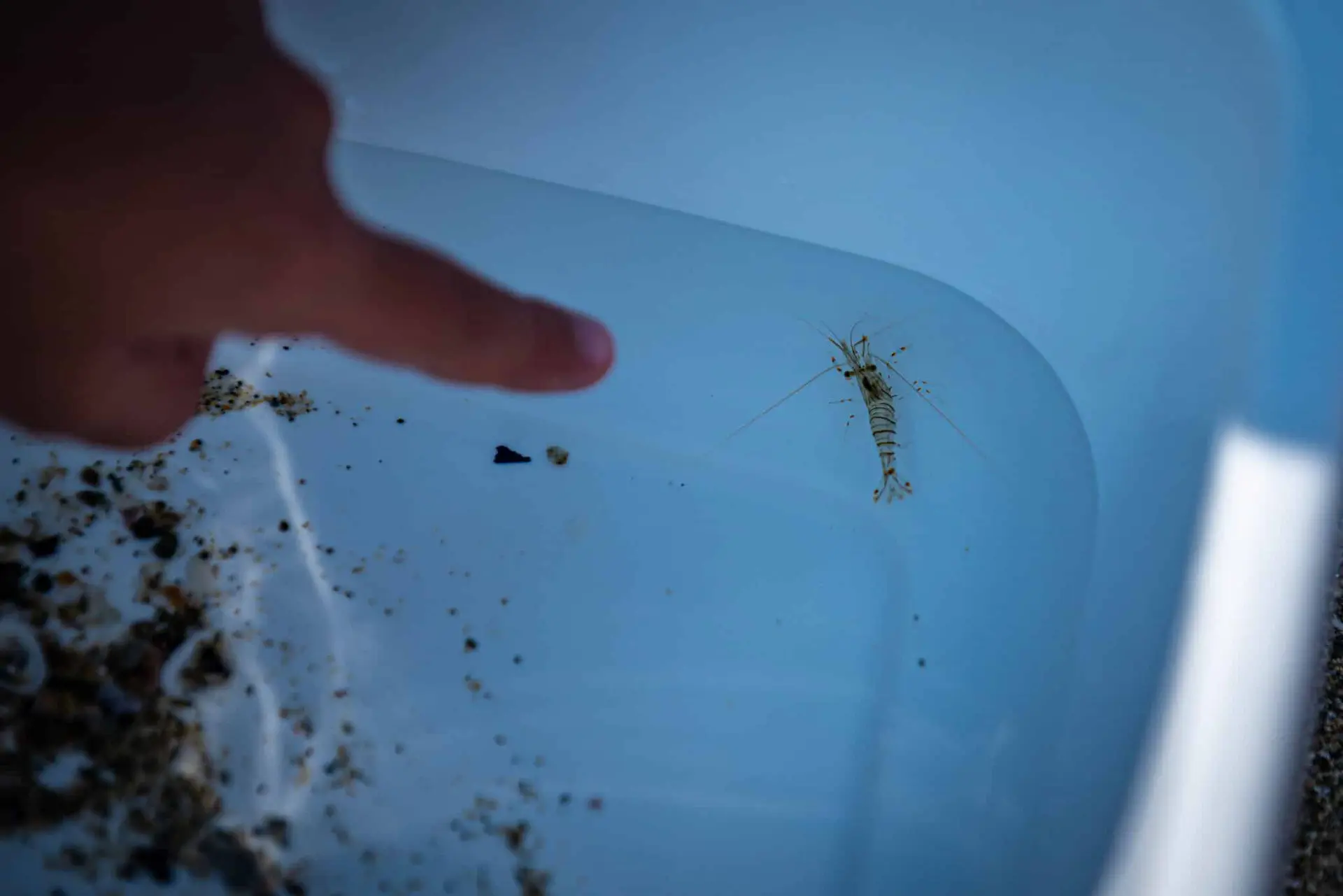 Atelier Peche à pied