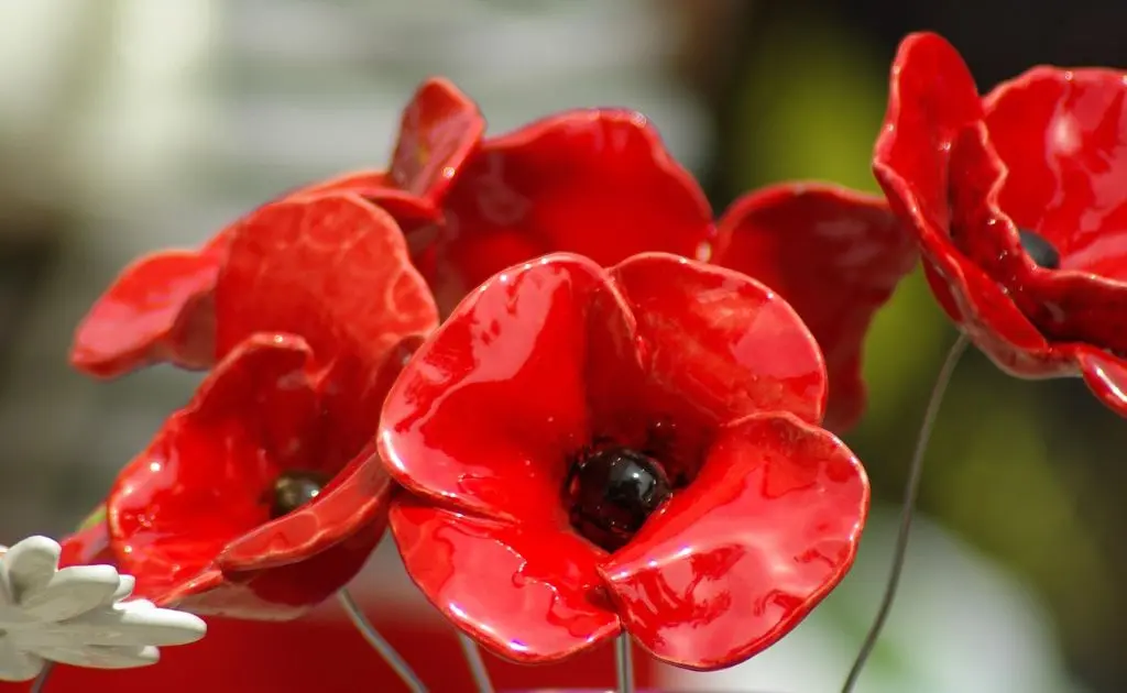 jackmac34-poppies-808319_1280
