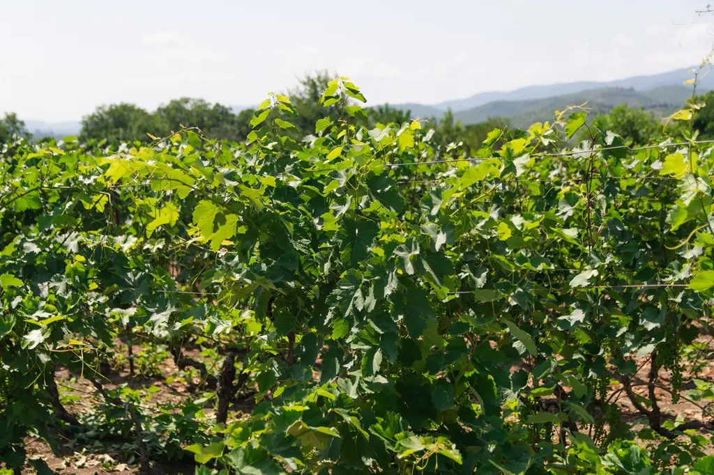 Vignes