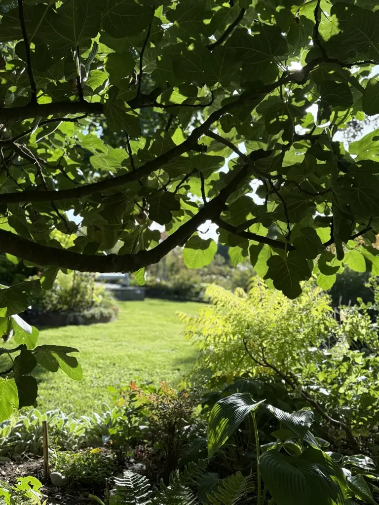 Sous bois